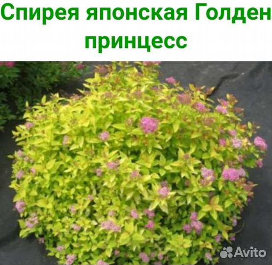 Спирея Грефшайм,Меджик Карпет,Литл Принцесс,Голден