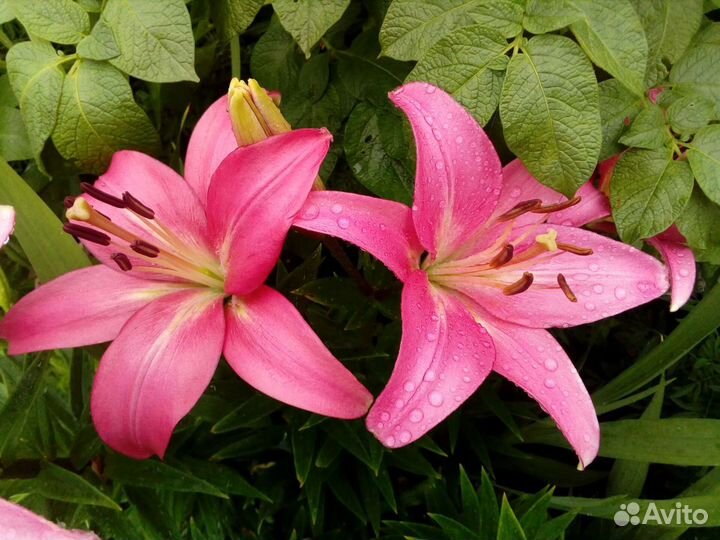 Луковицы лилий