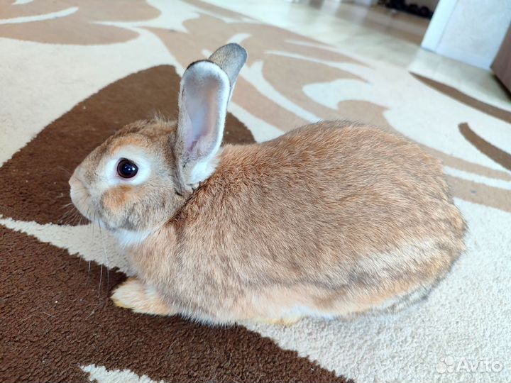 Декоративный кролик