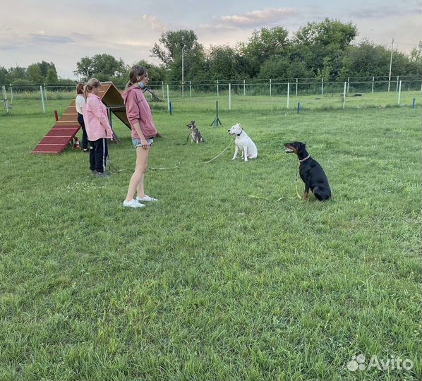 Дрессировка собак всех пород
