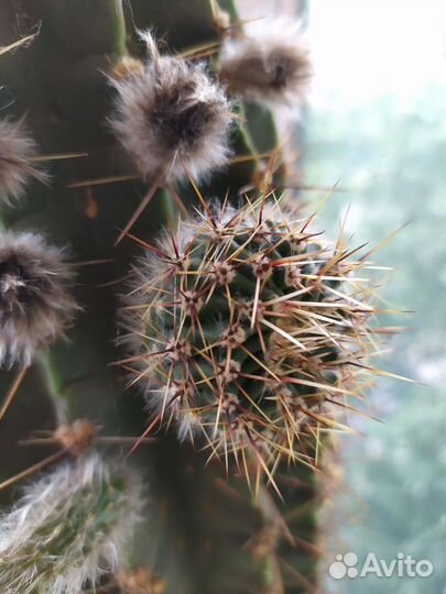 Кактус маленький