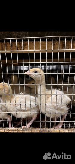 Индюшата хайбрид конвертер, биг 6