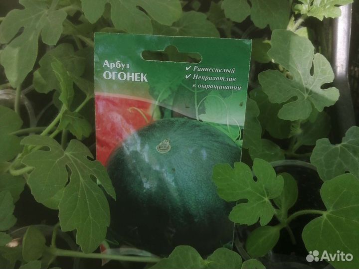 Рассада Арбузов и Дыни
