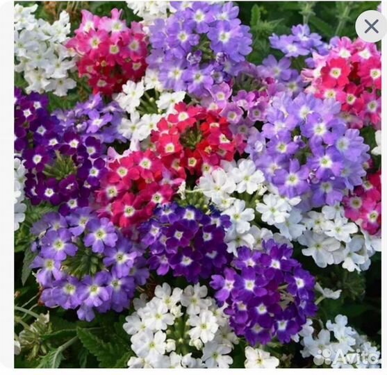 Гвоздика ампельная, вербена