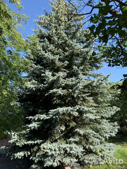 Ель голубая