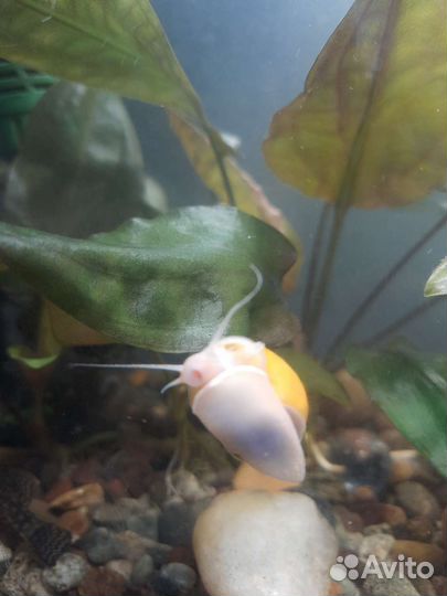 Анциструсы сомики