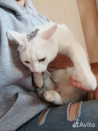 Кошка