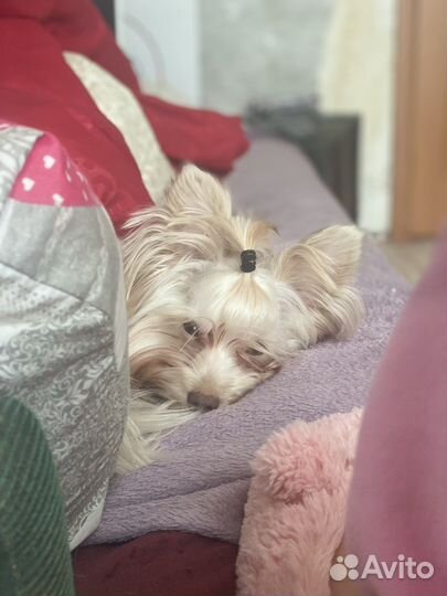 Йорк Мерле вязка