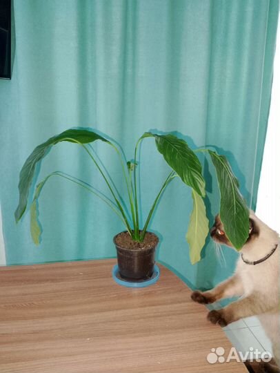 Спатифиллум (женское счастье)