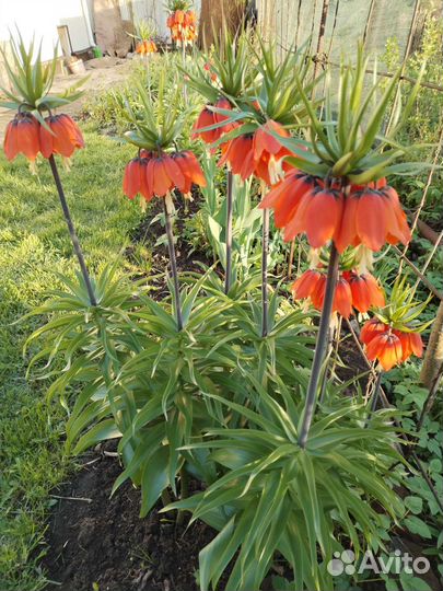 Луковицы рябчика