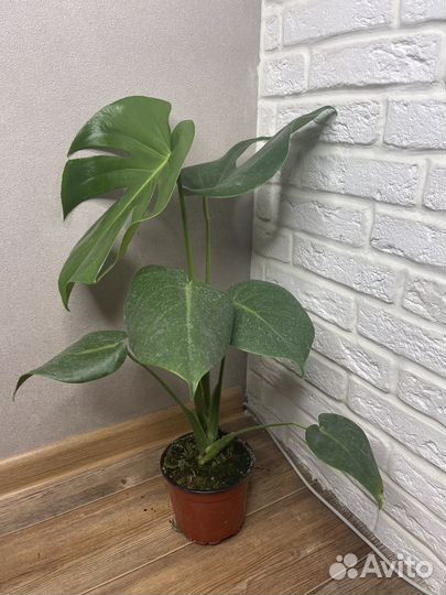 Монстера комнатные цветы