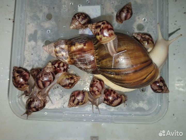 Улитята Фулика стандарт