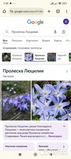 Садовые цветы