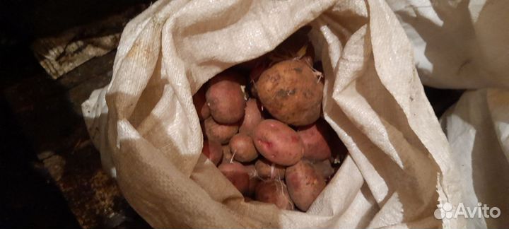 Соленья, картошка, свёкла