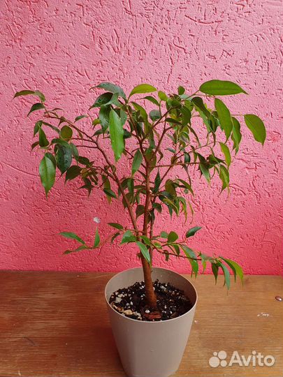 Фикус бенджамина