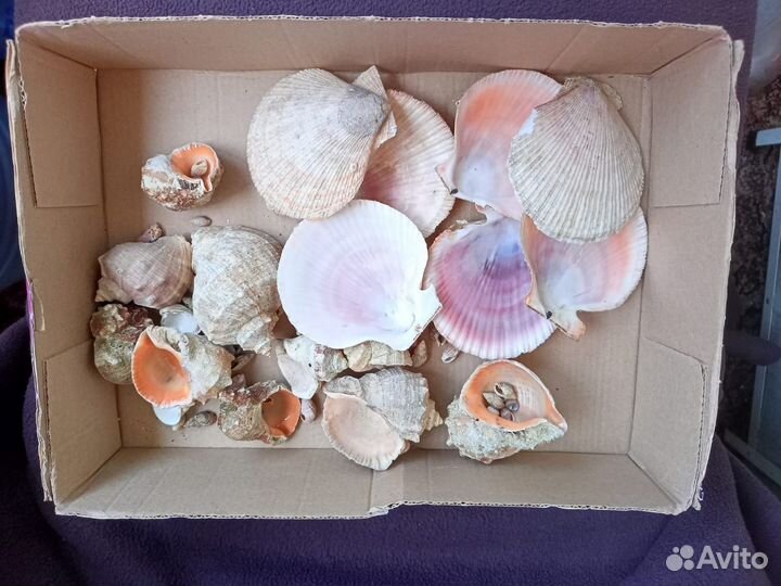 Морская ракушка для аквариума