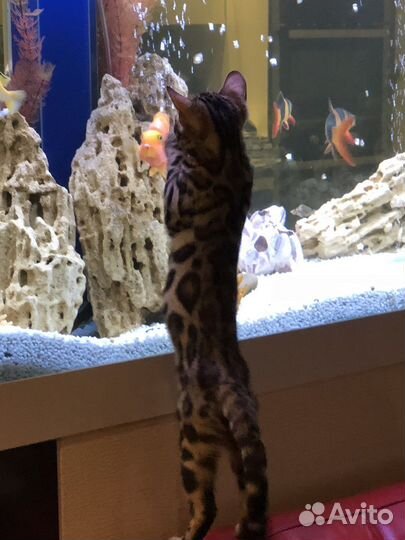 Песчанник камень для аквариума