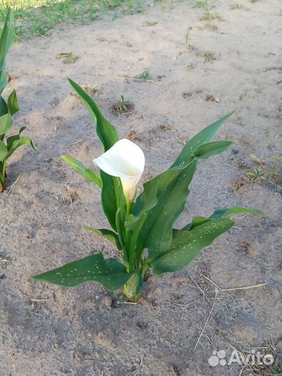 Луковицы каллы