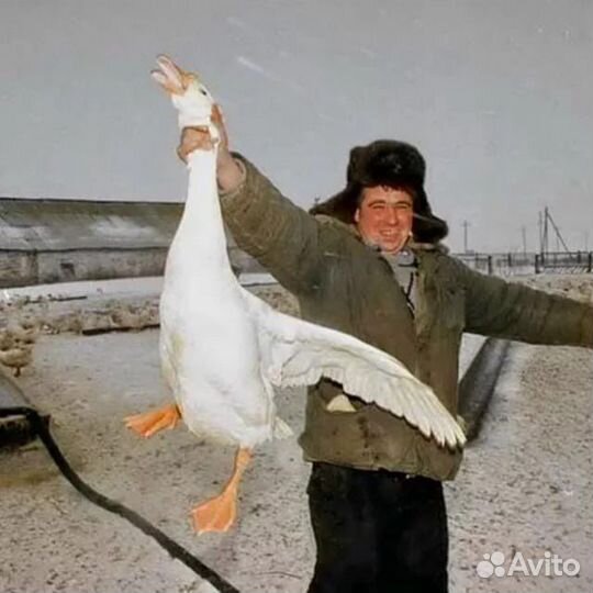 Гуси живым весом