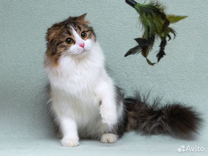 Кошечка Миу, пушистая, ласковая