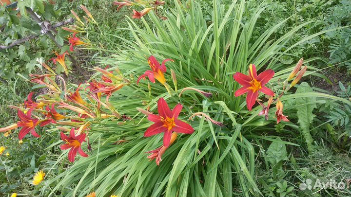 Лилейник гибридный эверидейлили ред рибзлилейник г