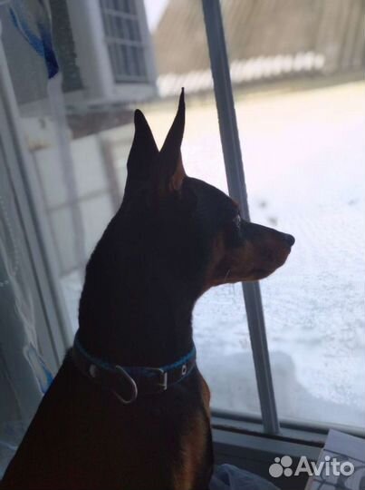 Маленькая собака