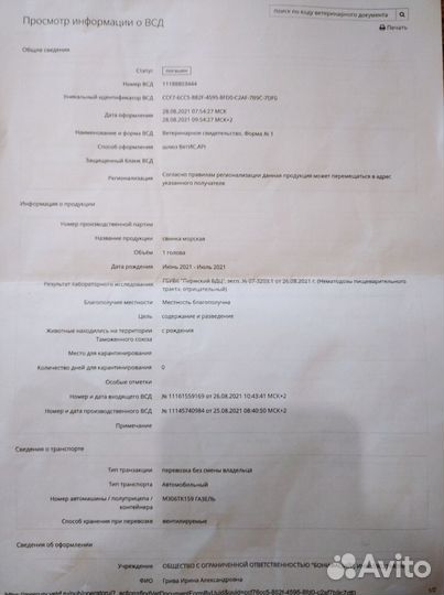 Морская свинка вязка