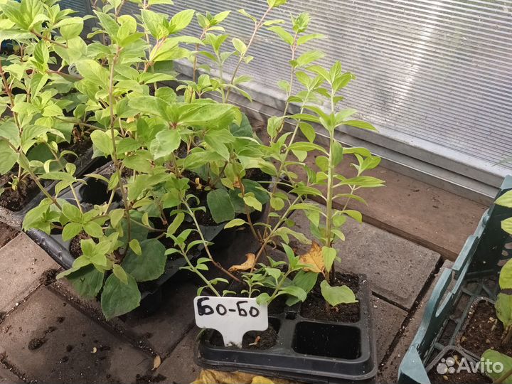 Гортензия саженцы