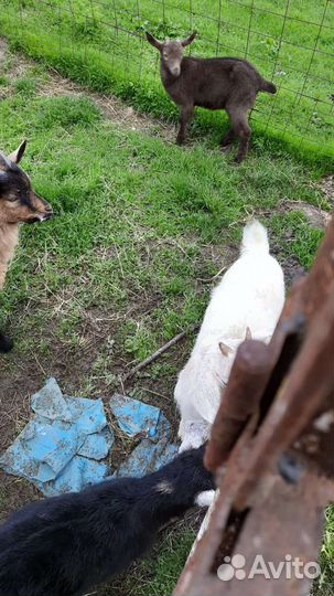 Козел и козлята