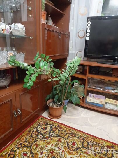 Замиокулькас