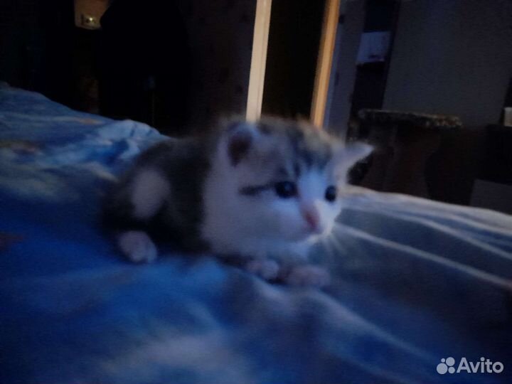 Кошка в дар