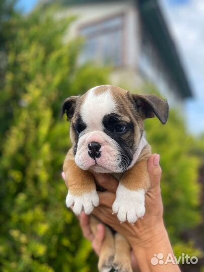 Английский бульдог