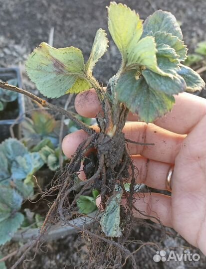 Рассада (усы) клубники