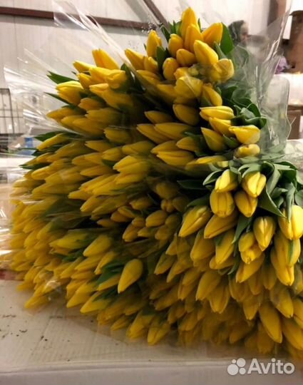 Тюльпаны к 8 марта