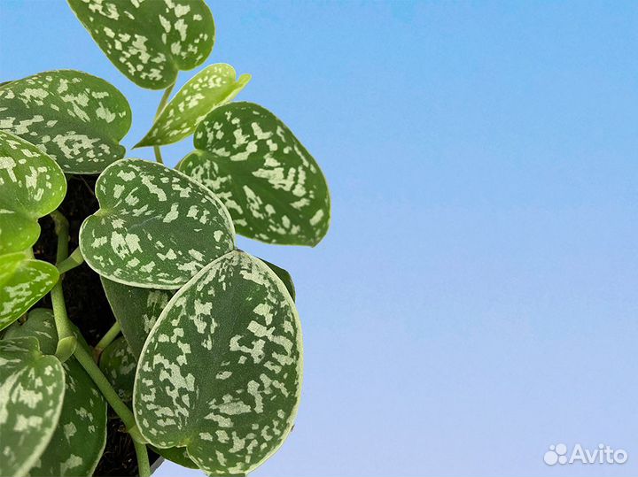 Сциндапсус Пиктус 12/25