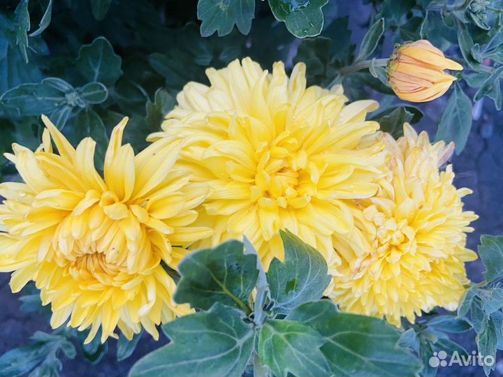 Хризантемы мультифлора