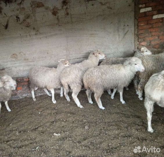 Баранчики Ярочки