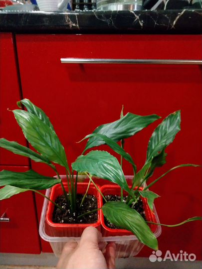 Спатифиллум женское счастье