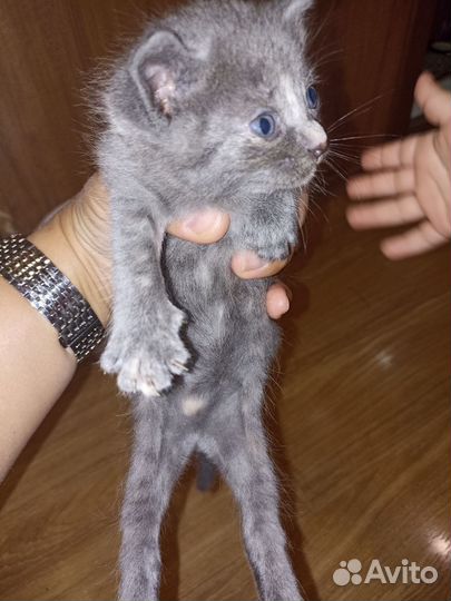 Лапочка девочка 