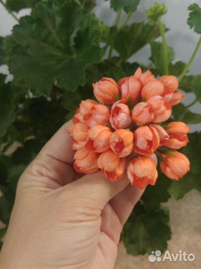 Пеларгония герань тюльпанка