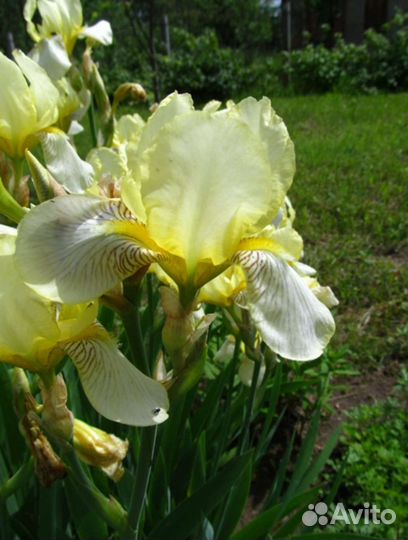 Ирисы бородатые