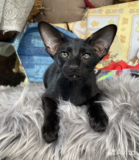 Черный ориентальный мальчишка