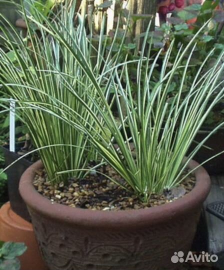 Зефирантес