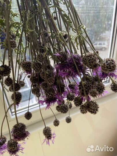 Сухоцветы шишки