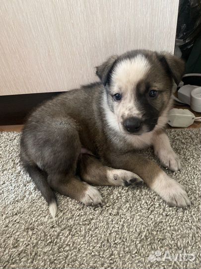 Малыш 1 месяц