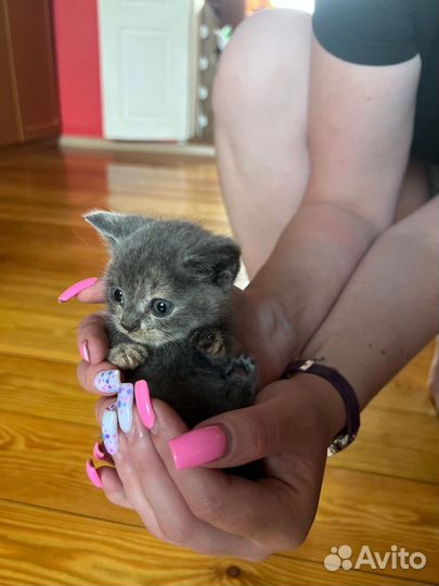 Отдам котят в добрые руки бесплатно