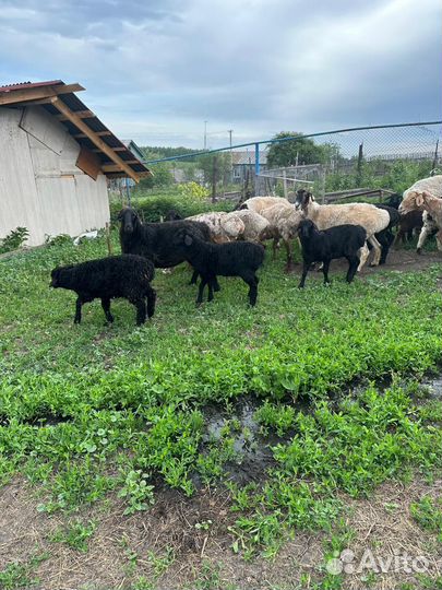 Овцы бараны ягнята эдилбайевскийе гисары