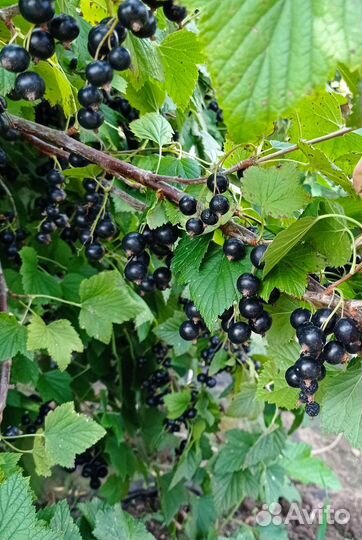 Саженцы смородины и крыжовника