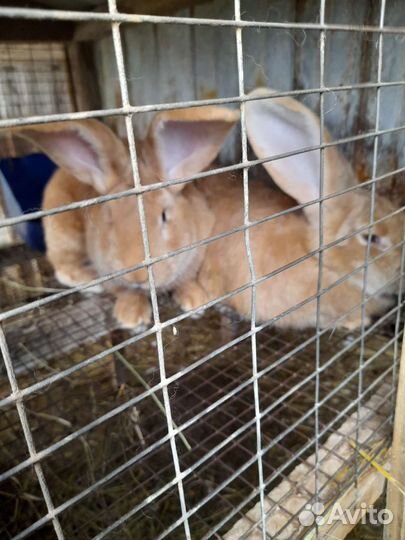 Кролики фландр и ризен и французский баран