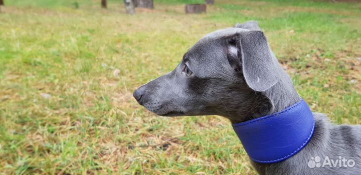 Щенок уиппета